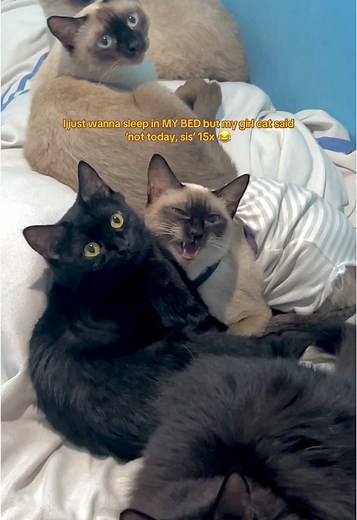 Cats Claiming Your Bed: Hilarious Cat Moments