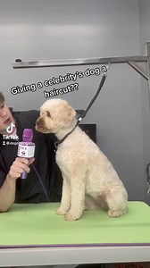 18 reactions | LIZZO ？ | Dogs by Logan | Facebook