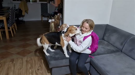Sleepy dogs explode with excitement when owners return home