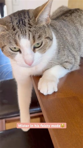 Grumpy cat #pets #play #cat #tabbycat #tomcat #catshorts #reels #animalshorts #catlife #cuteanimal