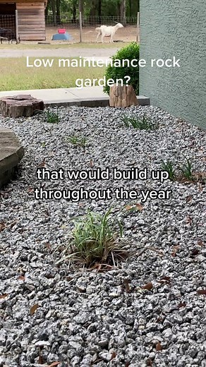 Low Maintenance Rock Garden: Dealing with Debris Build-up