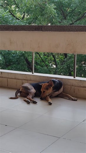 23K views · 57 reactions | ডাকছে কোকিল, আদালতের বারান্দায় শুয়ে আছে বিষণ্ণ মনা একটি কুকুর... | 24 Live Newspaper | Facebook