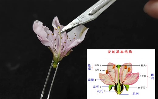 花的基本结构（花的结构）