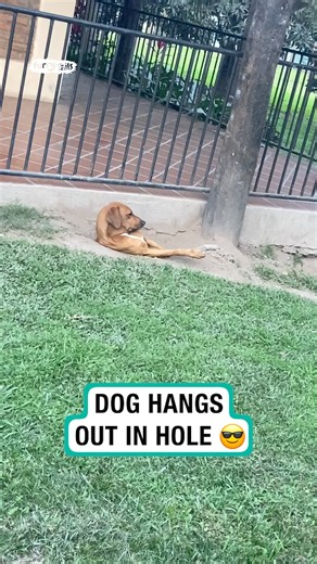 Dog hangs out in hole | Furry Tails
