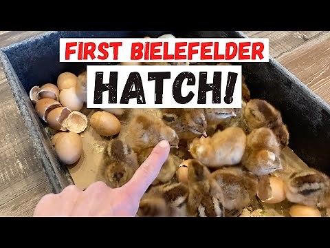 First Hatch in GQF Sportsman 1502 incubator!