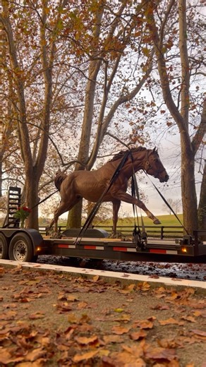It’s not a ghost! 👻 Nearly 50 years after “the real Secretariat” retired to Claiborne Farm, his commemorative bronze sculpture stopped by before being placed at Secretariat Park in downtown Paris. The dedication and grand reveal of the park is set for Saturday, November 11 at noon. | Claiborne Farm