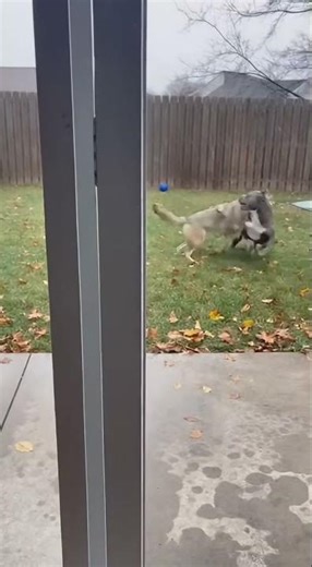 Dog vs Wild Dog: Real ATTACK! 🐕⚔️🐺