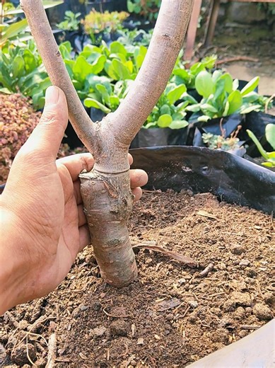 Almond plant growing in bonsai style