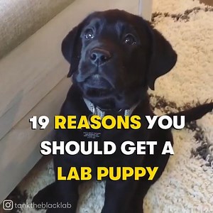 760K views · 26K reactions | I need one in my life  | Good Dog | Facebook