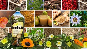 23K views · 241 reactions | #Intra | ퟮퟯ 헥헲헮혀헼헻혀 헳헼헿 헯헲혁혁헲헿 헵헲헮헹혁헵!...