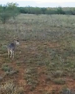 5K views · 189 reactions | Here’s another buck chasing a doe in one...