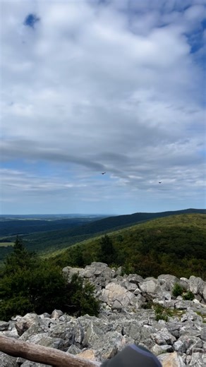 Vulture flight by Becca McCabe | Hawk Mountain Sanctuary Association