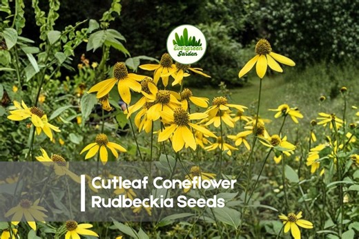 200 Cutleaf Coneflower Rudbeckia Seeds - Etsy