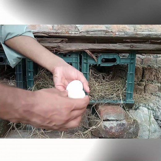 DIY Nesting Boxes For Chickens #chicken #nesting #hennest #ftideas #egglaying