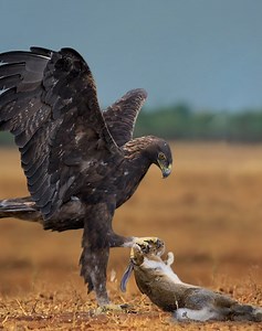 156K views · 1.8K reactions | 27 Eagle Skills Attack Rabbit So Fast It's Hard To Believe 礪vs | Eating Sounds | Facebook