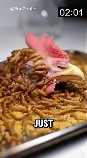 How Fast Do Mealworms Eat? Full Head to Bone Timelapse #wildlife #wildliferescue #animal #s