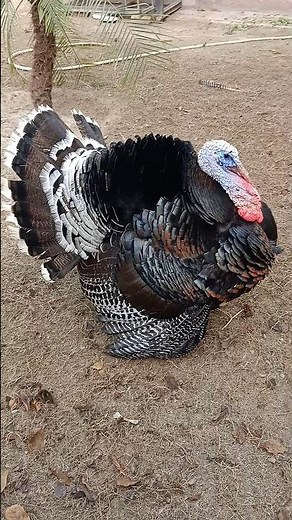 turkey bird | turkey dance video | dancing turkey #turkey #bird #turkeydance