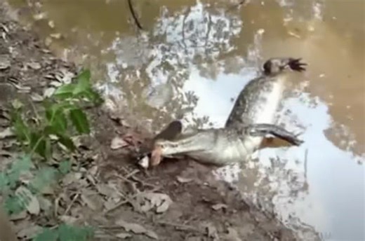 Caiman Immediately Regrets Biting Into An Electric Eel
