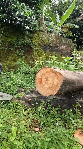 8.4K views · 95 reactions | Muffler mod test ms 180 cutting dry hardwood 藍. | Yulianto | Facebook