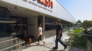 The deadly fungus inside this dog’s brain