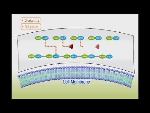 Antibacterial drugs animation: Vancomycin