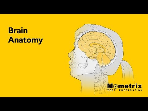 Brain Anatomy | NCLEX Review