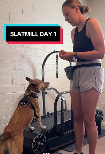 Slatmill or treadmill: which one’s more your dog’s vibe? Slatmills are dog powered, can help build muscle & confidence, and give your dog total control of their pace. Motorized treadmills meanwhile are great for steady cardio and indoor walks! Link for this specific @moysoonpet6 Moysoon Pet Slatmill is in my bio and you can get it on Amazon 20% OFF with code 8HRM24UC (valid 5/13–10/31)! Treats are from @openfarmpet (code KOTASPEN15) #DogFitness #SlatmillDogs #TreadmillTraining #FitPup #DogWorkou