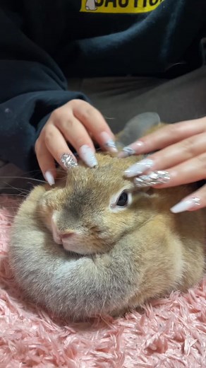 可愛いうさぎの生活：ウサギの日常と飼育方法