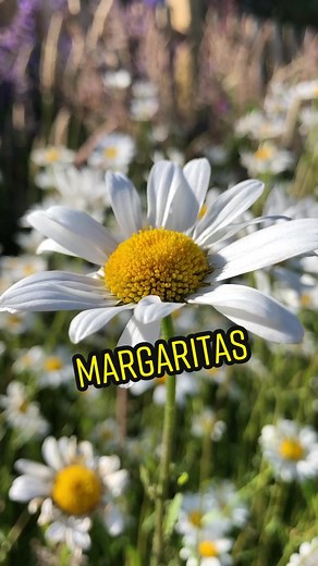 Consejos para el cuidado óptimo de las margaritas