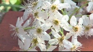 Bradford Pear Trees: Why They Stink, are Bad for the Environment