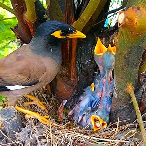 1.9M views · 16K reactions | Myna bird is feeding her baby something very big @top fans #birds #mynabirds | Wild BIRDS | Facebook