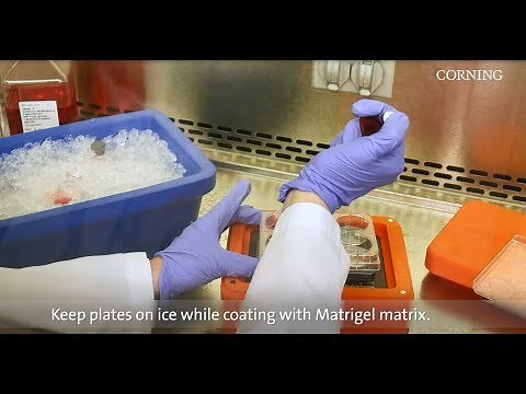 Corning® Matrigel® Matrix: Thick Coat Method Best Practices