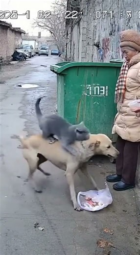 The cat chased away the vicious dog. #cat