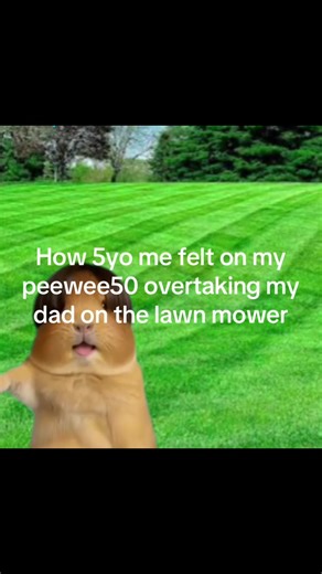 #Meme #MemeCut | hamster meme