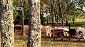 1.6K views · 79 reactions | The books close August 1 for the TwoBulls Legacy program. It’s very simple to nominate and only cost $300 per cow! The inaugural TwoBulls Legacy calf and dam won over $3,000 this year! If you don’t have something nominated yet, you’re truly missing out! Log in to ABBIreg.com to nominate your females today! If you have any questions about this program, don’t hesitate to contact us or Jim McLain. | Bucking Stock News | Facebook