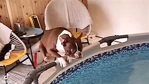 Man Builds Indoor Pool So His Dog Can Swim in Winter