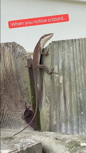 Brown Lizard Spiritual Meaning 🦎 #lizards #signsfromtheuniverse