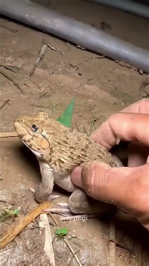 Funny frogs Catching Wep wep catching frogsfunny boing catch frogs make youlaugh #shortsfeed