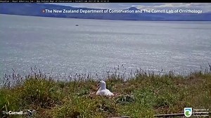 New Zealand albatross faceplants to international stardom as video gets thousands of views on social media https://reut.rs/3rAbZ8V | Reuters