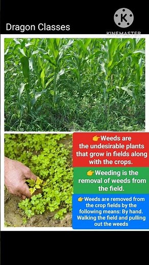 what are weeds for class 8? #what are weeding for class 8?