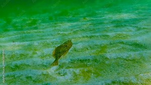 Black Sea, European flounder (Platichthys flesus luscus) floats in the water column