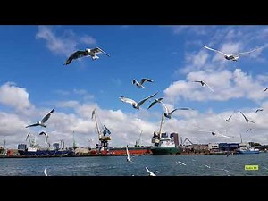 seagulls flying slow motion