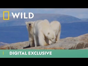 Polar Bear Cubs Learn To Survive | Winter Wonderland | National Geographic Wild UK