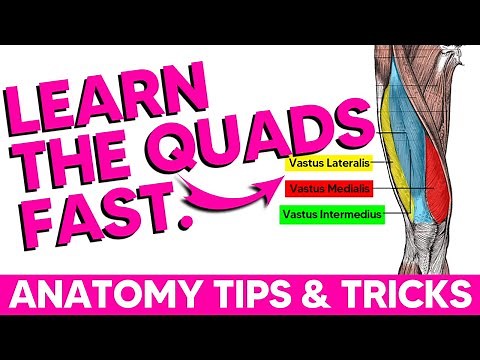 The Quads Anatomy Tips - Origin Insertion Innervation Action