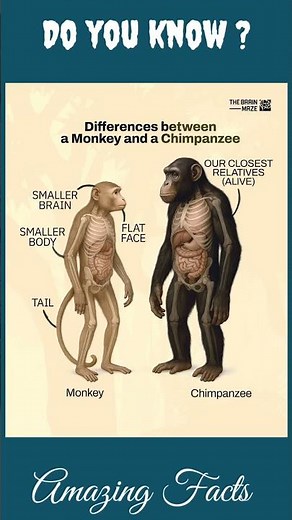 Difference between a monkey and a chimpanzee #wildlife #nature #ytshorts #gk