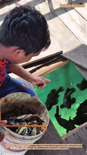 Alimentation en Aquaculture : Distribution de Poissons-Appâts Frais dans des Enclos Marins Stockés