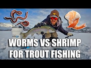 Trout Fishing: Shrimp vs Worms