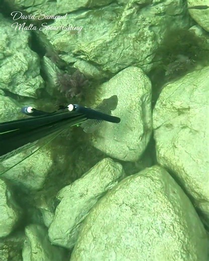 Cuttle Fish Ink #fishing #pescasub #spearfishing #cuttlefish #pesca #chassesousmarine #viral #shorts
