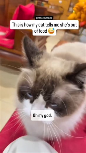 HC on Instagram: "Sounds like you need find those keys and credit cards   - #honestlycollins #pov #voiceover #cats #pets #funny #food #nip #2025 #tiktok #fypage"