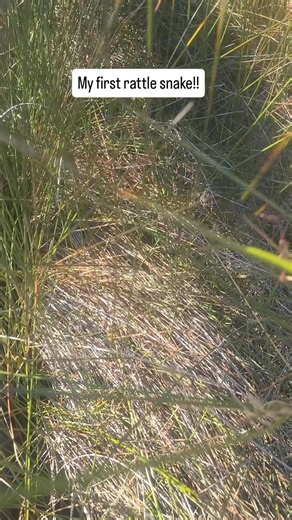 2.7K views · 30 reactions | My first Rattle Snake experience at Shell Island! (volume up!) First one in over 1000 trips to Shell Island. Again, we never know what we're going to see on our tours! We have limited Availability for the next two weeks, Book and save with our Fall specials: 850-276-4796! Have you ever seen a snake at shell island? www.flippinawesomeadventures.com @topfans | Flippin' Awesome Adventures | Facebook